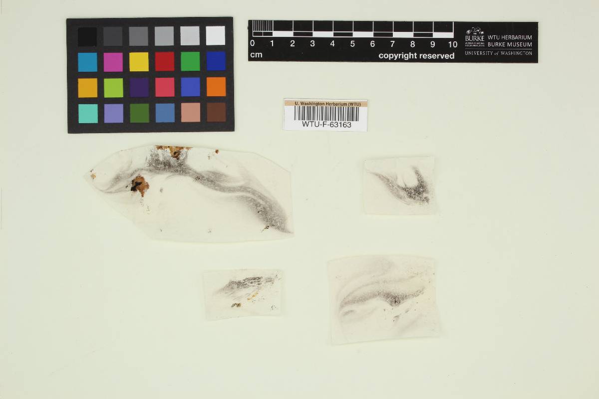 Coprinus xylophilus var. obesicystidiatus image