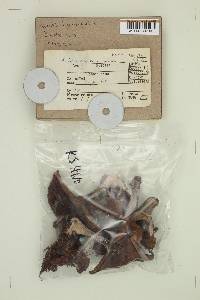 Suillus tomentosus var. discolor image