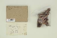 Boletus chrysenteron image