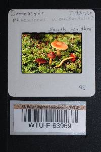 Cortinarius smithii image