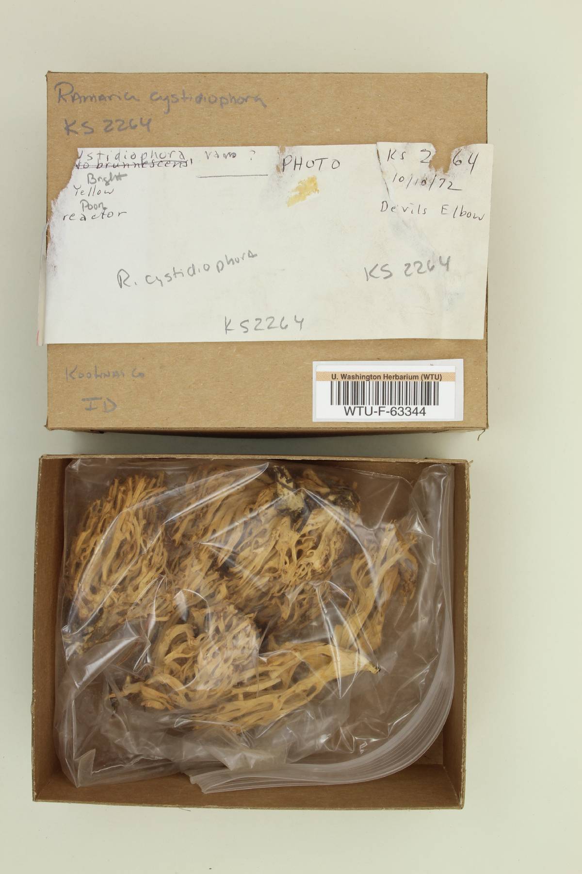 Ramaria cystidiophora image