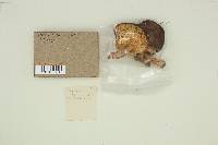 Melanoleuca polioleuca image