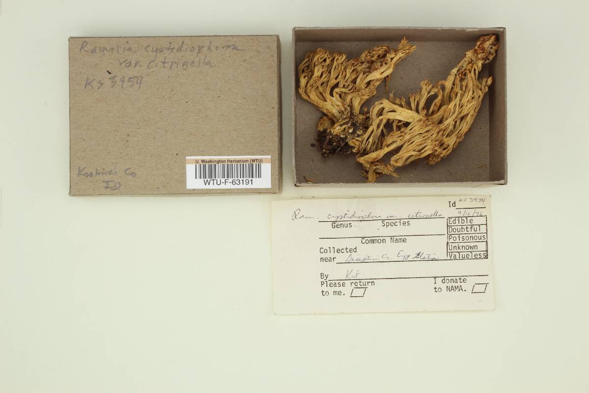 Ramaria cystidiophora image