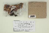 Cortinarius fulvo-ochrascens image