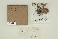 Megacollybia platyphylla image