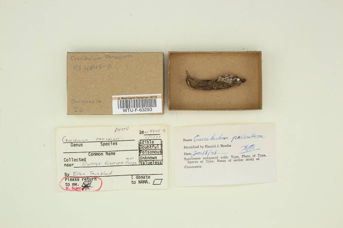 Crucibulum parvulum image