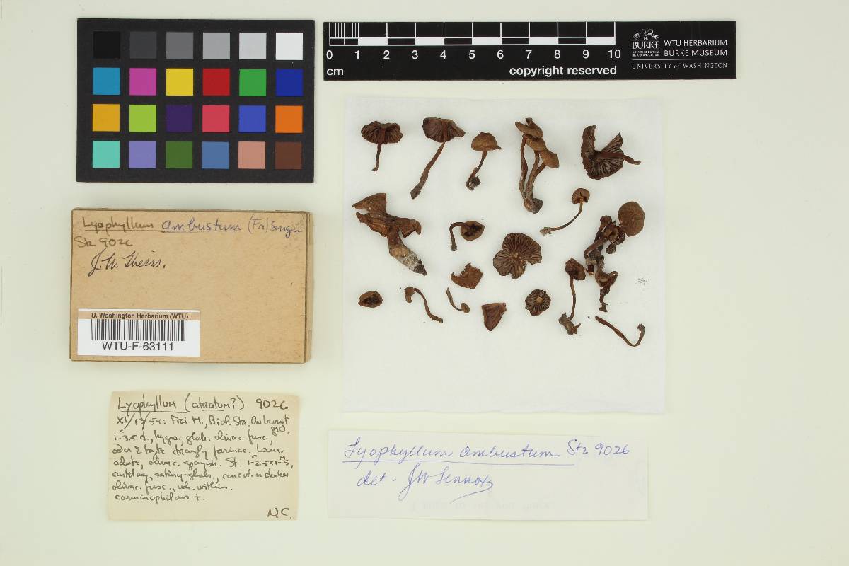 Tephrocybe ambusta image