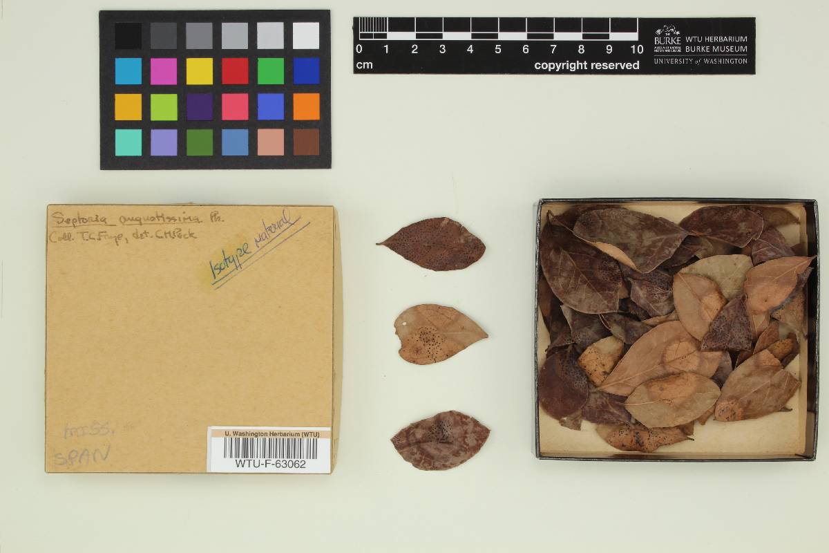 Propolis phacidioides image