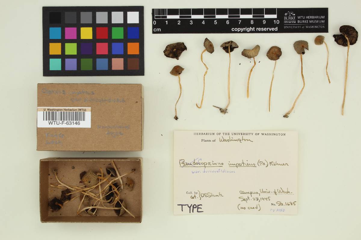 Coprinus impatiens var. duricystidiosus image