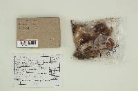 Cortinarius griseoviolaceus image