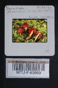 Cortinarius smithii image