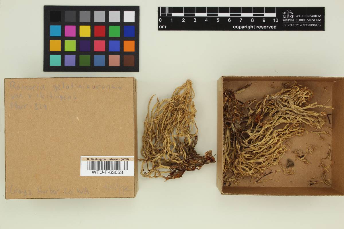 Ramaria gelatiniaurantia var. violeitingens image