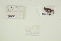 Suillus cothurnatus image