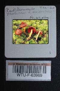 Cortinarius smithii image