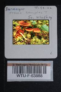 Cortinarius croceus image