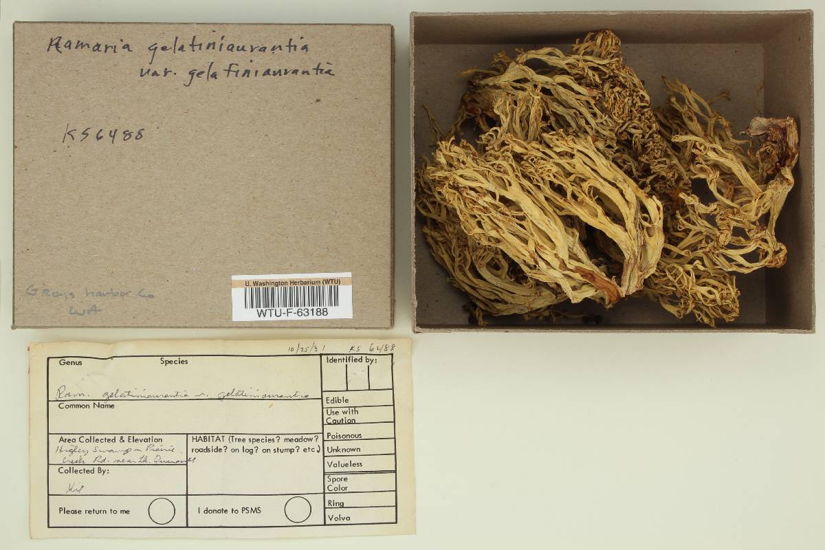 Ramaria gelatiniaurantia var. gelatiniaurantia image