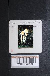 Mycena strobilinoidea image