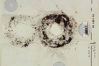 Agaricus osecanus image