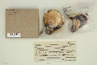 Agaricus bisporus image