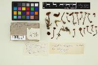 Tephrocybe boudieri image