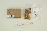 Clavariadelphus truncatus image