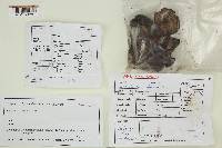 Lyophyllum infumatum image