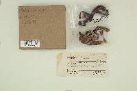 Suillus brevipes image