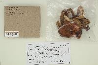 Tricholoma focale image