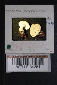 Amanita smithiana image