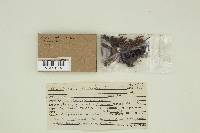 Clavulinopsis laeticolor image