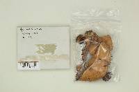 Agaricus silvicola image