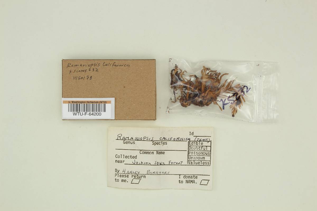 Ramariopsis californica image
