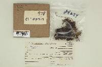 Clavulinopsis laeticolor image