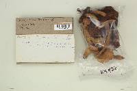 Chroogomphus tomentosus image