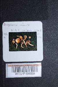 Stropharia inuncta image