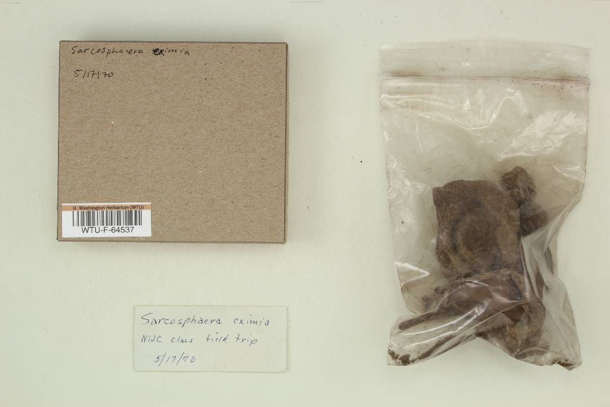 Sarcosphaera eximia image