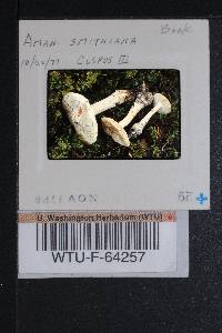 Amanita smithiana image