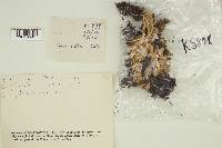 Ramaria stricta image