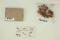Ramariopsis kunzei image