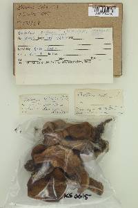 Boletus zelleri image