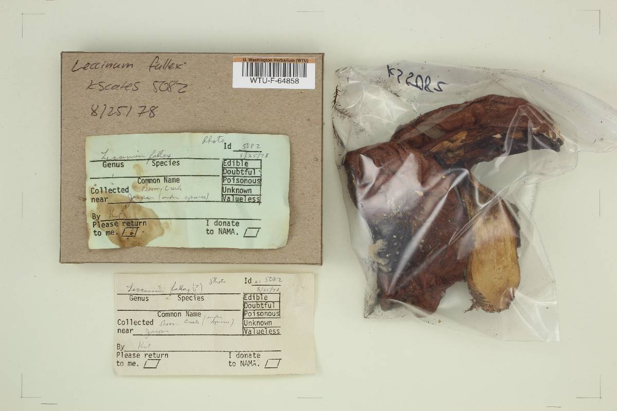 Leccinum fallax image