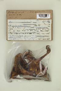 Boletus subtomentosus image