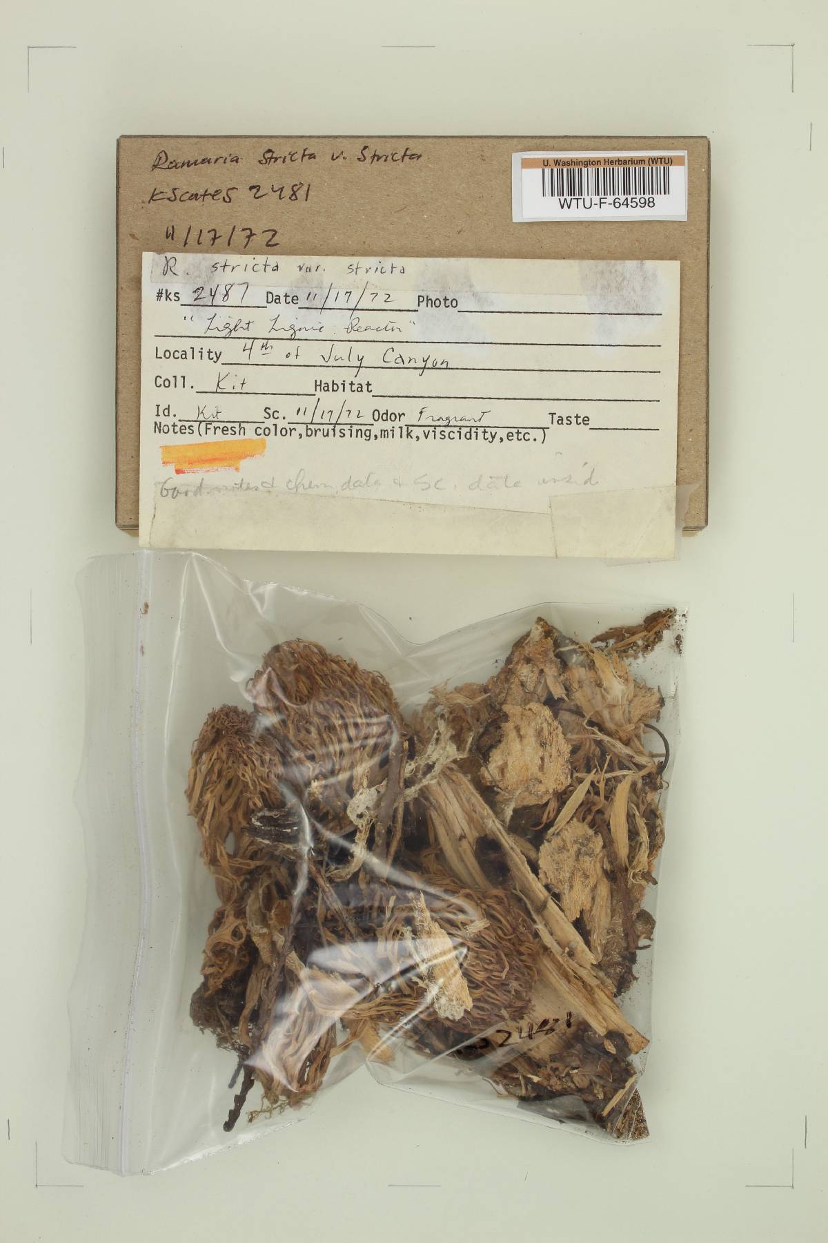 Ramaria stricta var. stricta image