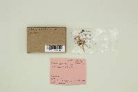 Clavulinopsis laeticolor image