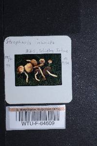 Stropharia inuncta image