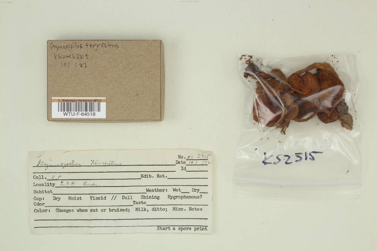 Gymnopilus terrestris image
