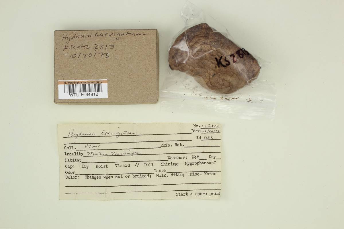Hydnum laevigatum image