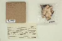 Laurilia sulcata image
