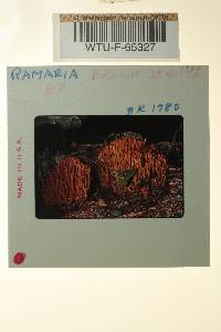 Ramaria testaceoflava image