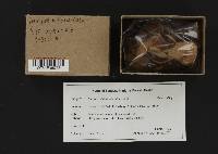 Inocybe flocculosa image